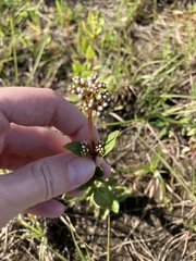 Mitreola