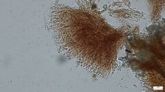 Agaricomycetes