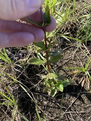 Mitreola