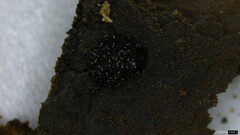 Agaricomycetes