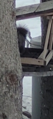 Sciurus carolinensis