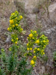 Calceolaria thyrsiflora