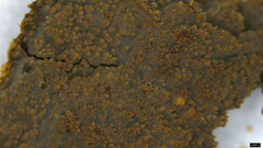 Agaricomycetes
