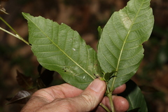 Alectryon subcinereus