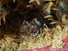 Periclimenes sagittifer