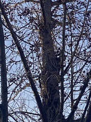 Melanerpes carolinus