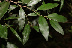 Diospyros pentamera
