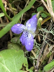 Viola missouriensis