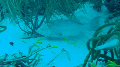 Mycteroperca interstitialis