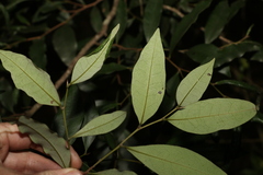 Diospyros pentamera