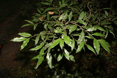 Diospyros pentamera
