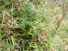 Rubus pungens oldhamii