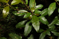 Croton verreauxii