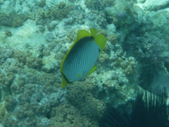 Chaetodon melannotus