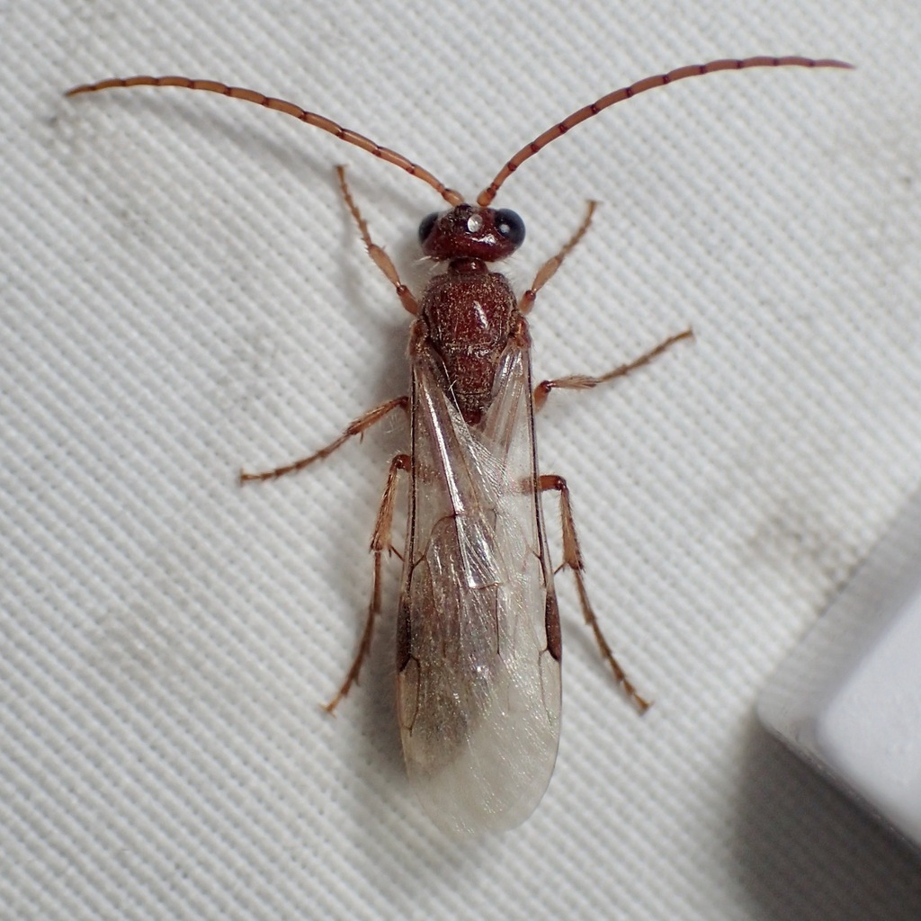 Acanthetropis idiotes