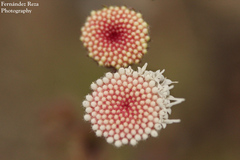 Ageratina viscosissima