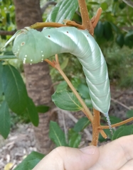 Psilogramma papuensis