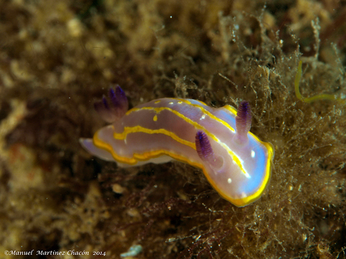 Krohn's Dorid