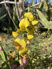 Crotalaria