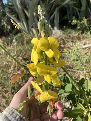 Crotalaria