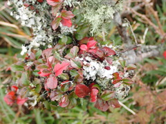 Cotoneaster apiculatus