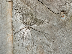 Tamopsis fickerti