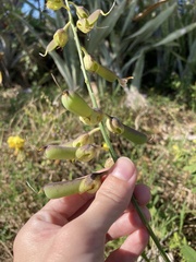 Crotalaria