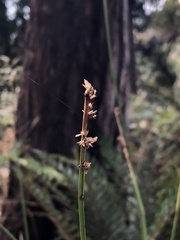 Carex appressa