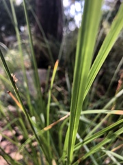 Carex appressa