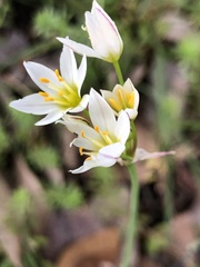 Nothoscordum bivalve