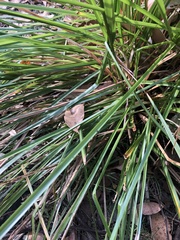Carex appressa