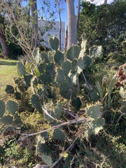 Opuntia