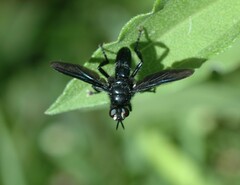 Penthosia