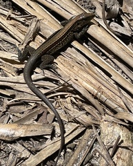 Holcosus quadrilineatus