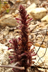 Aphyllon cooperi
