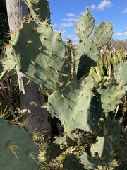 Opuntia