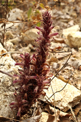 Aphyllon cooperi