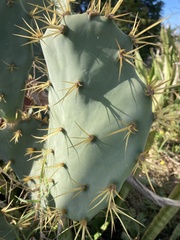 Opuntia