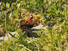 Aglais io