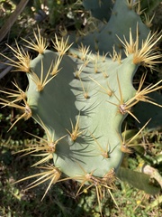 Opuntia