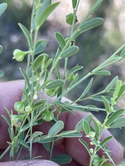 Phyllanthus carpentariae