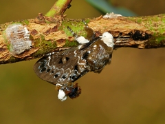 Genduara punctigera