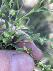 Phyllanthus carpentariae