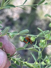 Phyllanthus carpentariae