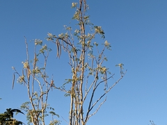 Moringa oleifera