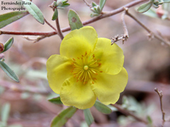 Crocanthemum glomeratum