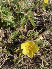 Tribulus cistoides