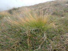 Trichophorum subcapitatum