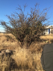 Vachellia schaffneri