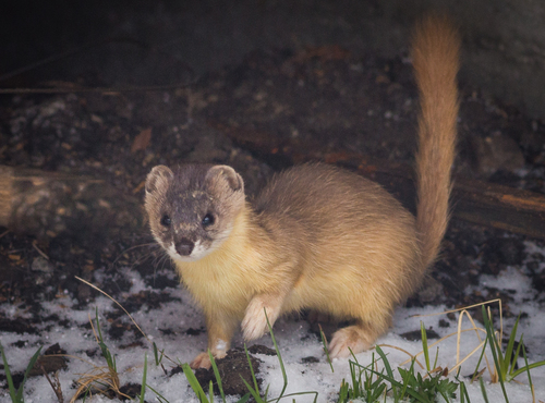 Mountain Weasel